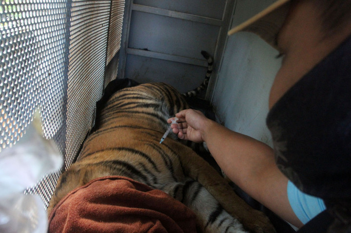 Harimau berjenis kelamin betina tersebut masuk ke perangkap pada Minggu, 28 Juni 2020. Ini merupakan harimau kedua yang masuk ke perangkap BKSDA Sumbar, setelah sebelumnya, pada Sabtu, 13 Juni 2020 lalu, seekor harimau remaja juga terjerat perangkap.