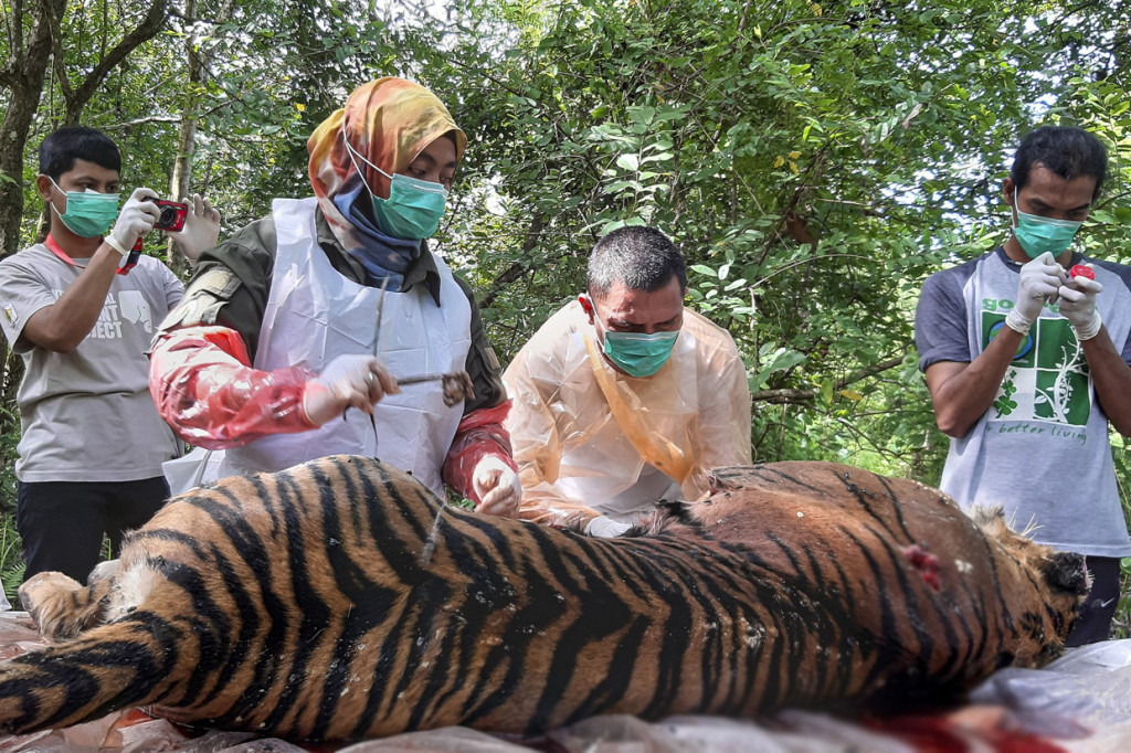 Proses tersebut dilakukan untuk mengetahui penyebab pasti kematian harimau sumatera.