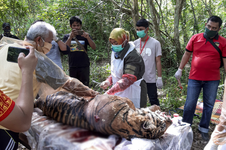 Petugas dari BKSDA Aceh melakukan nekropsi terhadap bangkai harimau Sumatera (Panthera tigris sumatrae) yang ditemukan mati di kawasan perkebunan masyarakat di Kabupaten Aceh Selatan, Aceh.