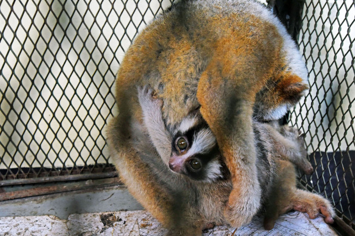 Induk kukang Jawa (Nycticebus javanicus) bersama anaknya diamankan petugas BKSDA (Balai Konservasi Sumber Daya Alam) Banten di Serang.