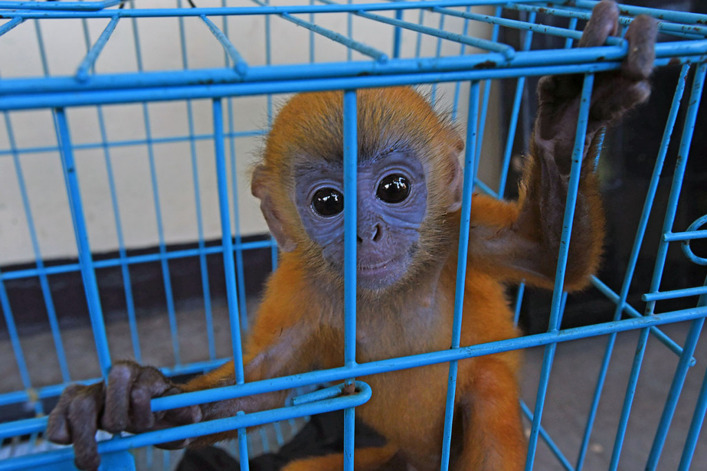 Anak lutung jawa (Trachypithecus auratus) diamankan petugas BKSDA (Balai Konservasi Sumber Daya Alam) Banten di Serang.