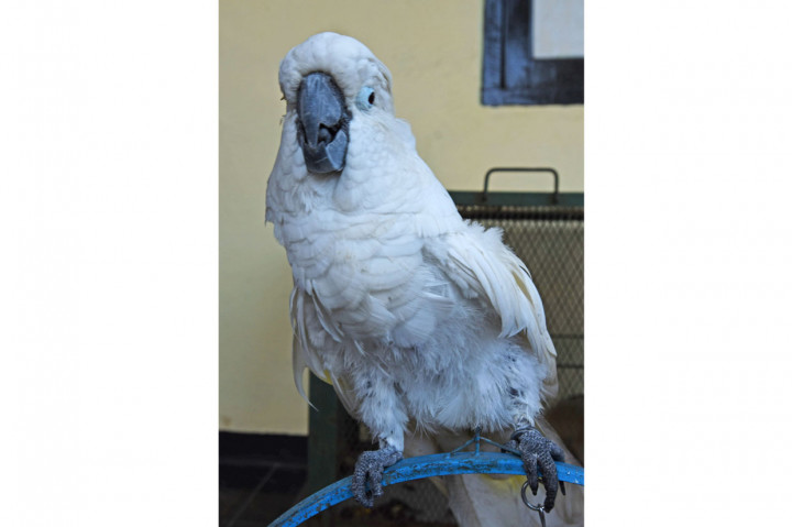 Burung kakatua (Cacatua sulphurea) diamankan petugas BKSDA (Balai Konservasi Sumber Daya Alam) Banten di Serang. Setelah melakukan pendekatan persuasif petugas BKSDA Banten mengamankan empat ekor hewan dilindungi yakni seekor anak lutung Jawa, dua ekor kukang Jawa, dan seekor burung kakatua dari pedagang yang menawarkan hewan tersebut secara online, dan selanjutnya hewan tersebut akan dikembalikan ke habitatnya.
