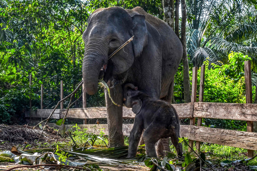 Bayi gajah tersebut adalah anak dari pasangan gajah binaan bernama Robin dan induknya bernama Ngatini. 