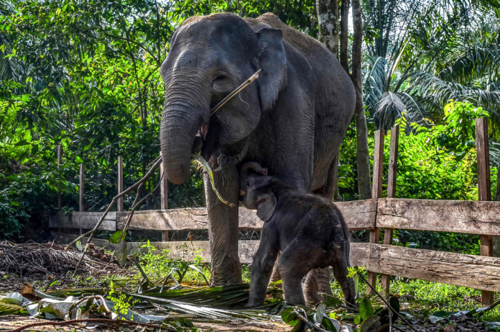 Bayi gajah tersebut adalah anak dari pasangan gajah binaan bernama Robin dan induknya bernama Ngatini. 
