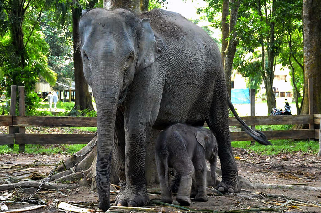 Suharyono mengatakan bayi gajah telah diberi nama 'Damar' oleh Gubernur Riau Syamsuar. 
