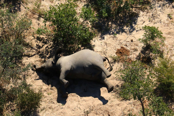 Botswana masih menyelidiki kematian ratusan gajah yang jumlahnya naik dari 154 ekor pada dua minggu lalu jadi 356 ekor, kata otoritas terkait, Kamis, 2 Juli 2020.