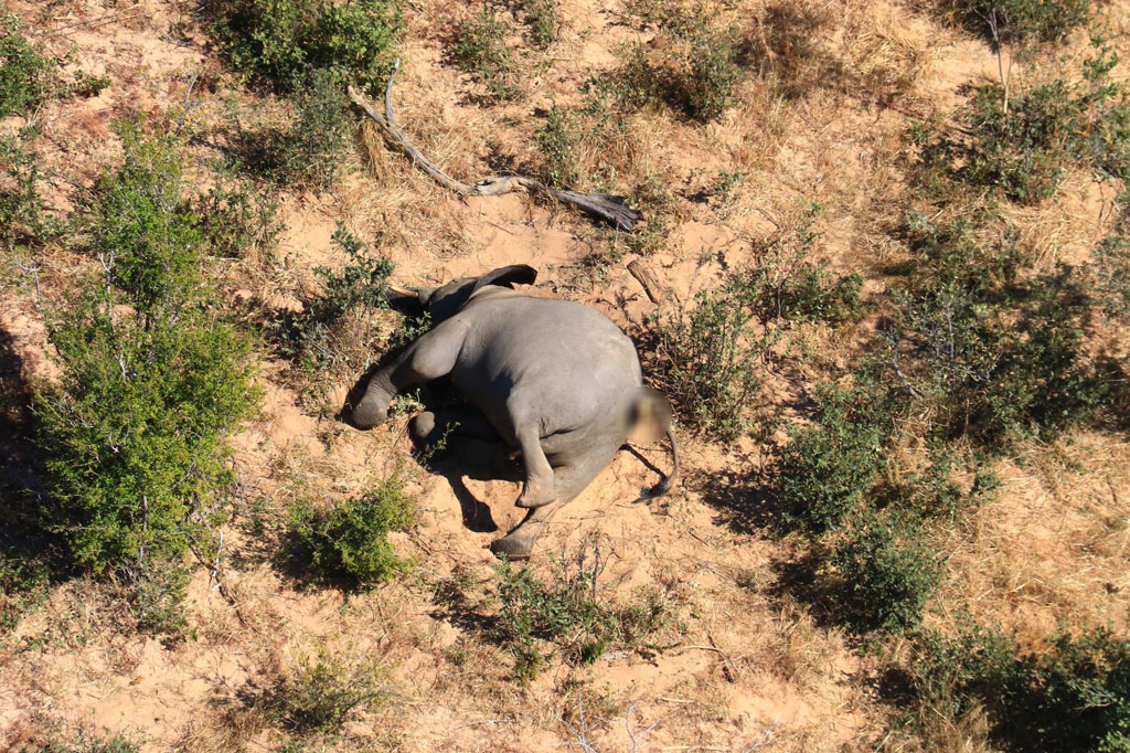 Kematian ganjil pada gajah-gajah itu pertama kali ditemukan pada Mei lalu di wilayah Okavango Panhandle. Otoritas setempat mengatakan sejak saat itu mereka berusaha mencari sebab kematian binatang raksasa tersebut.