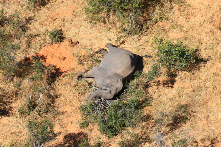 Menurut otoritas terkait, kematian itu tidak disebabkan oleh aksi perburuan liar, karena bangkai gajah ditemukan dalam kondisi utuh. 