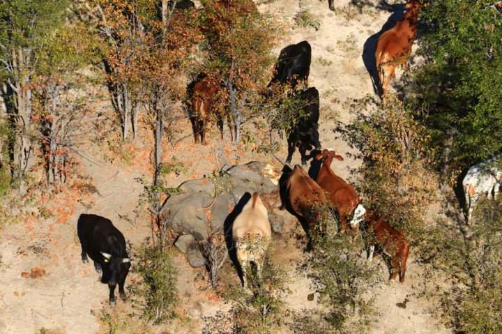 Dalam laporan yang disiapkan untuk pemerintah, kelompok konservasi Elephants Without Borders (EWB) mengatakan hasil survei dari udara menunjukkan gajah-gajah dari berbagai usia terlihat sekarat. Organisasi itu menghitung 169 gajah mati pada 25 Mei, 187 ekor lainnya mati pada 14 Juni, demikian isi laporan tersebut.