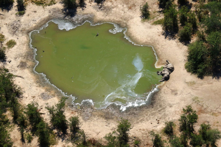 Keseluruhan populasi gajah di Afrika turun karena perburuan liar, tetapi jumlah satwa tersebut di Botswana naik dari 80 ribu ekor pada akhir 1990-an jadi 130 ribu ekor.