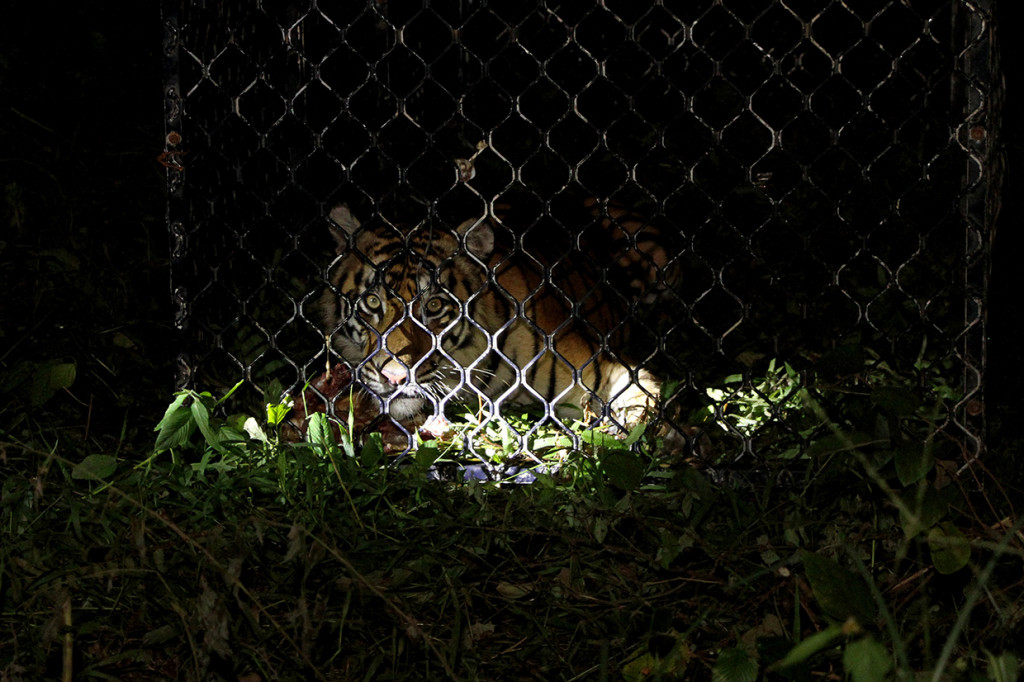 Satu individu harimau sumatra berjenis kelamin betina diberi nama Ida tersebut dievakuasi di Desa Jambo Dalem, Kecamatan Trumon Timur, Kabupaten Aceh Selatan setelah masuk perangkap pada Senin, 15 Juni 2020. Pemberian nama Ida diambil dari nama dusun dimana harimau sumatra itu diselamatkan.