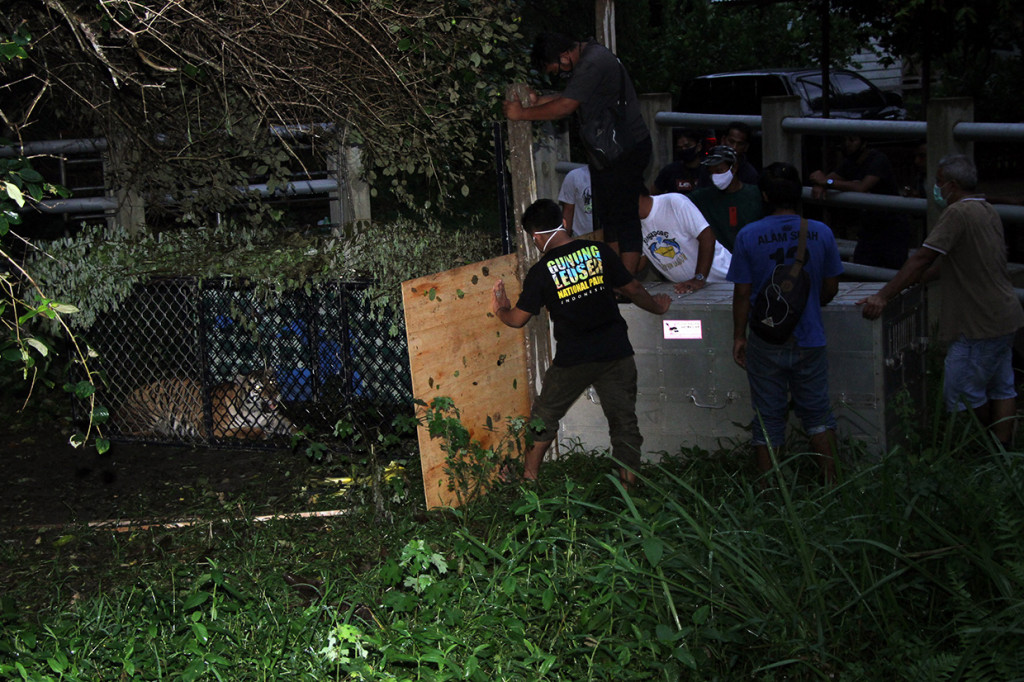 satu individu harimau sumatra berjenis kelamin betina diberi nama Ida tersebut dievakuasi di Desa Jambo Dalem, Kecamatan Trumon Timur, Kabupaten Aceh Selatan setelah masuk perangkap pada Senin, 15 Juni 2020. Pemberian nama Ida diambil dari nama dusun dimana harimau sumatra itu diselamatkan.