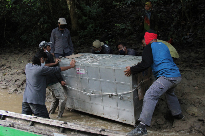 Derasnya sungai Lawe Alas tak menyurutkan niat para penyelamat untuk menyelesaikan misi tersebut. Selama 4 jam tim BKSDA Aceh bersama pihak terkait harus menempuh jalur trasportasi sungai untuk menuju ke lokasi titik pelepasliaran yang berada di Kawasan Ekosistem Leuser (KEL).
