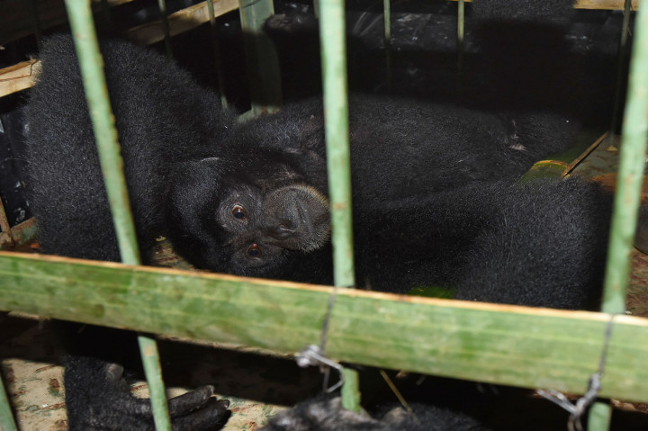 Seekor siamang (Symphalangus syndactylus) diamankan petugas di Kantor BKSDA (Balai Konservasi Sumber Daya Alam) Banten, di Serang.