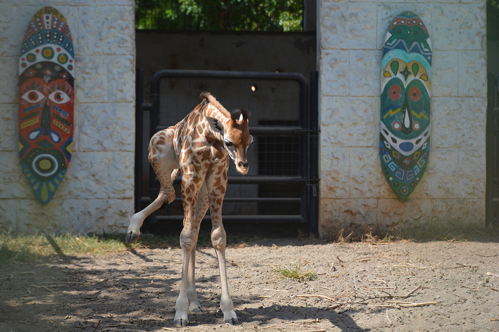 Seekor bayi jerapah (Giraffa camelopardalis) yang diberi nama Kindi bermain di dalam kandang Maharani Zoo Paciran, Kabupaten Lamongan, Jawa Timur, Senin, 13 Juli 2020. 