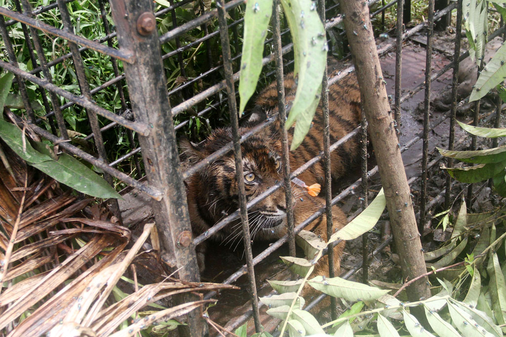 Harimau tersebut masuk perangkap yang dipasang BKSDA Sumbar di Korong Surantih Koto Buruak, Nagari Lubuk Alung, Kecamatan Lubuh Alung, Padang Pariaman, Senin, 13 Juli 2020.