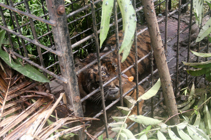 Harimau tersebut masuk perangkap yang dipasang BKSDA Sumbar di Korong Surantih Koto Buruak, Nagari Lubuk Alung, Kecamatan Lubuh Alung, Padang Pariaman, Senin, 13 Juli 2020.