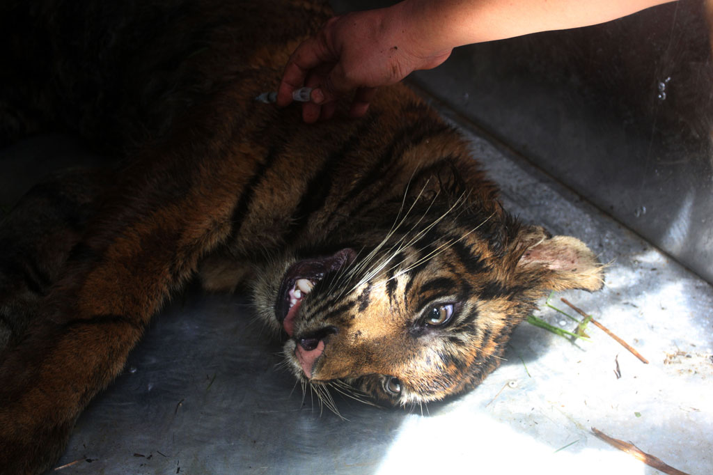 Seekor harimau sumatera (Panthera tigris sumatrae) berada dalam perangkap Balai Konservasi Sumber Daya Alam (BKSDA) Sumatera Barat setelah disuntik obat bius di Korong Surantih Koto Buruak, Nagari Lubuk Alung, Kecamatan Lubuk Alung, Kabupaten Padang Pariaman, Sumatera Barat, Senin, 13 Juli 2020.