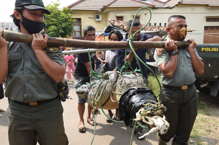 Petugas Balai Konservasi Sumber Daya Alam (BKSDA) Banten bersama warga mengevakuasi buaya muara (Crocodylus porosus) yang baru tertangkap di aliran Sungai Cidanau Kampung Ciparay, Cinangka, Serang, Banten, Senin, 13 Juli 2020.