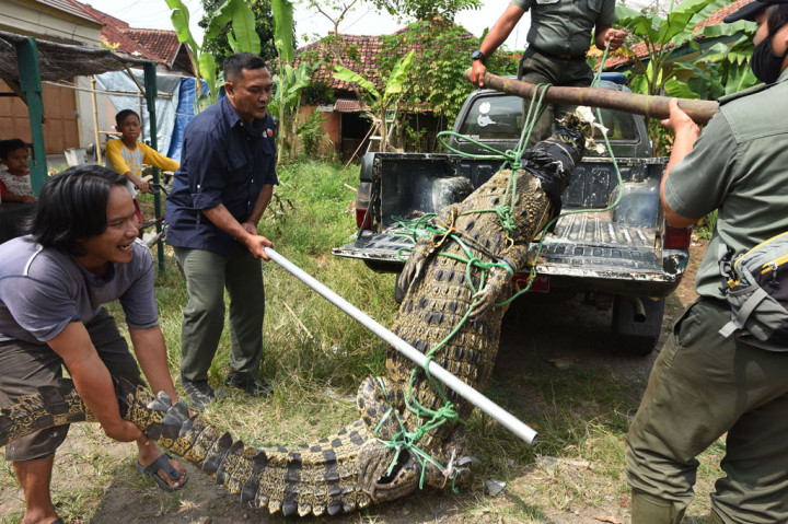 Buaya muara dengan panjang sekitar 3 meter dan berat 250 kilogram itu ditangkap warga bersama petugas BKSDA Banten di belakang Hotel Akasia di Cinangka dengan peralatan seadanya.