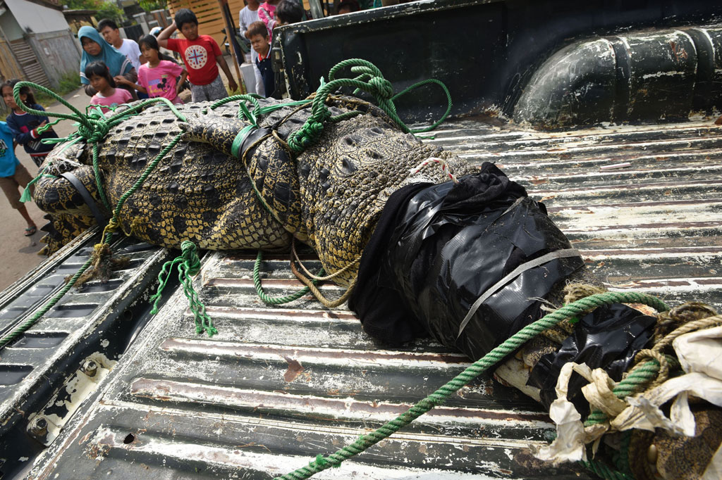 Buaya berukuran sekitar 3 meter tersebut rencananya akan dirawat sementara waktu di pusat penangkaran dan konservasi buaya di Pandeglang hingga pilih dari luka sebelum dilepasliarkan ke habitatnya.