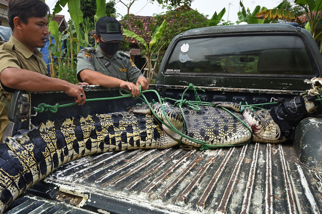 “Langsung kami bawa ke penangkaran di Cimuruy Menes. Untuk berat buaya muara ini sekitar 200 kilogram, dan berusia sekitar 7 atau 8 tahun. Buaya ini memang habitatnya berada di muara, kemungkinan di sana pun masih ada,” kata Kepala BKSDA wilayah Banten Andri Ginson.