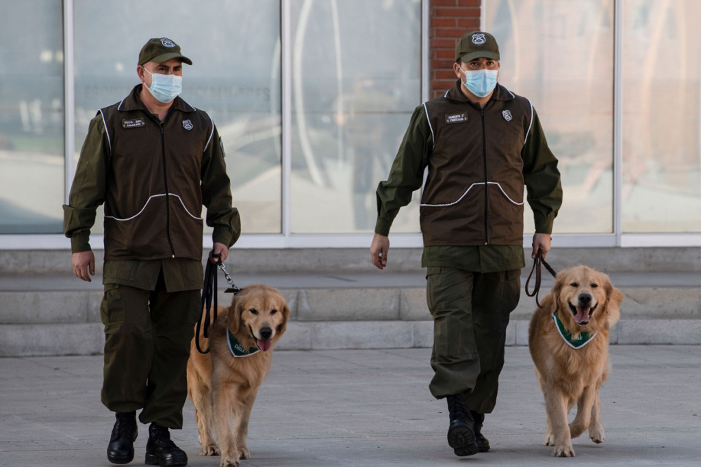 Polisi di Chile melatih anjing untuk mendeteksi orang yang mungkin terinfeksi virus Korona.