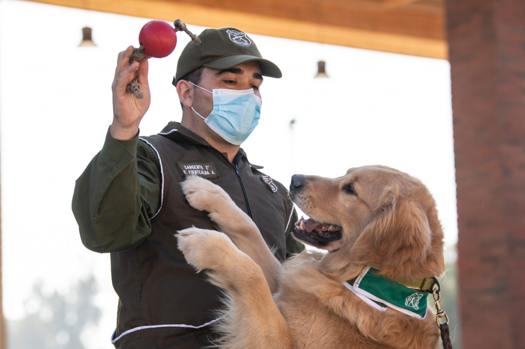 Anjing itu dilatih mendeteksi Corona dengan mengendus keringat orang.