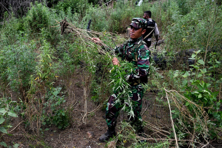 Tim gabungan yang terdiri dari Badan Narkotika Nasional (BNN), TNI, Polri dan Pemerintah Provinsi Aceh membawa batang ganja dalam operasi pemusnahan ladang ganja di lereng bukit Lamreh, Desa Lamreh, Aceh Besar, Aceh.
