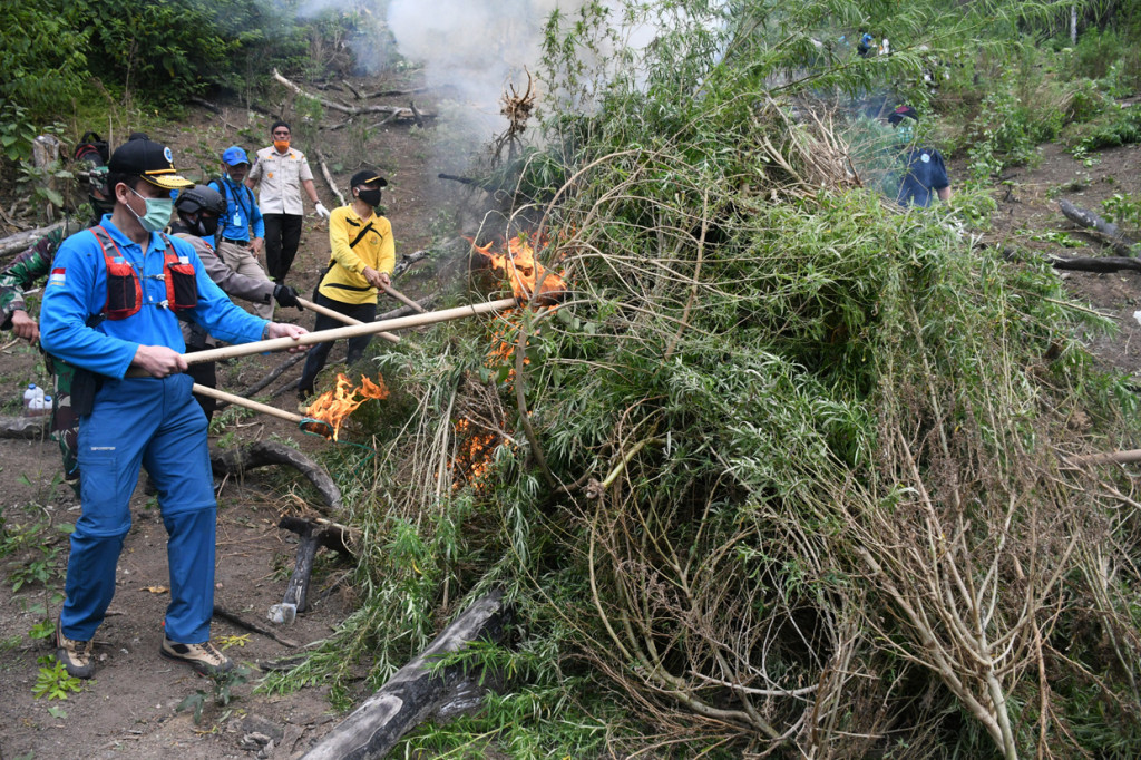 Badan Narkotika Nasional (BNN) menemukan 1,5 hektare ladang ganja dan memusnahkan ribuan batang siap panen dengan cara dibakar di lokasi.