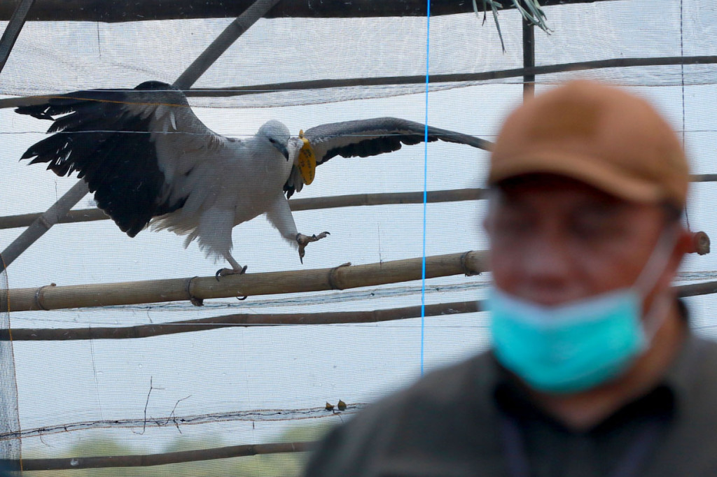 Elang Laut Perut Putih (Haliaestus leucogaster) berada di dalam kandang saat pelepasan satwa di Taman Nasional Baluran, Jawa Timur.