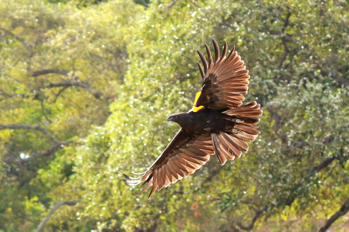 Elang-ular bido (Spilornis cheela) terbang saat dilepasliarkan di Taman Nasional Baluran, Jawa Timur.
