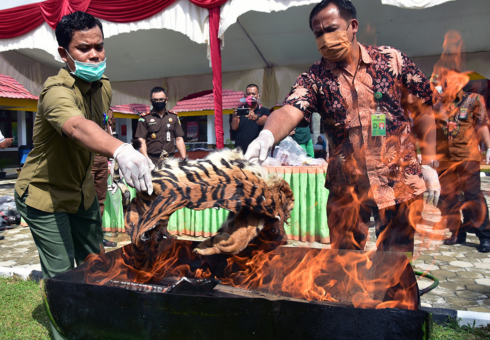 Pemusnahan kulit harimau dan empat janin harimau sumatera (Panthera tigris sumatrae) tersebut merupakan bagian dari pemusnahan 75 perkara tindak pidana umum yang telah mempunyai kekuatan hukum tetap (inkracht).