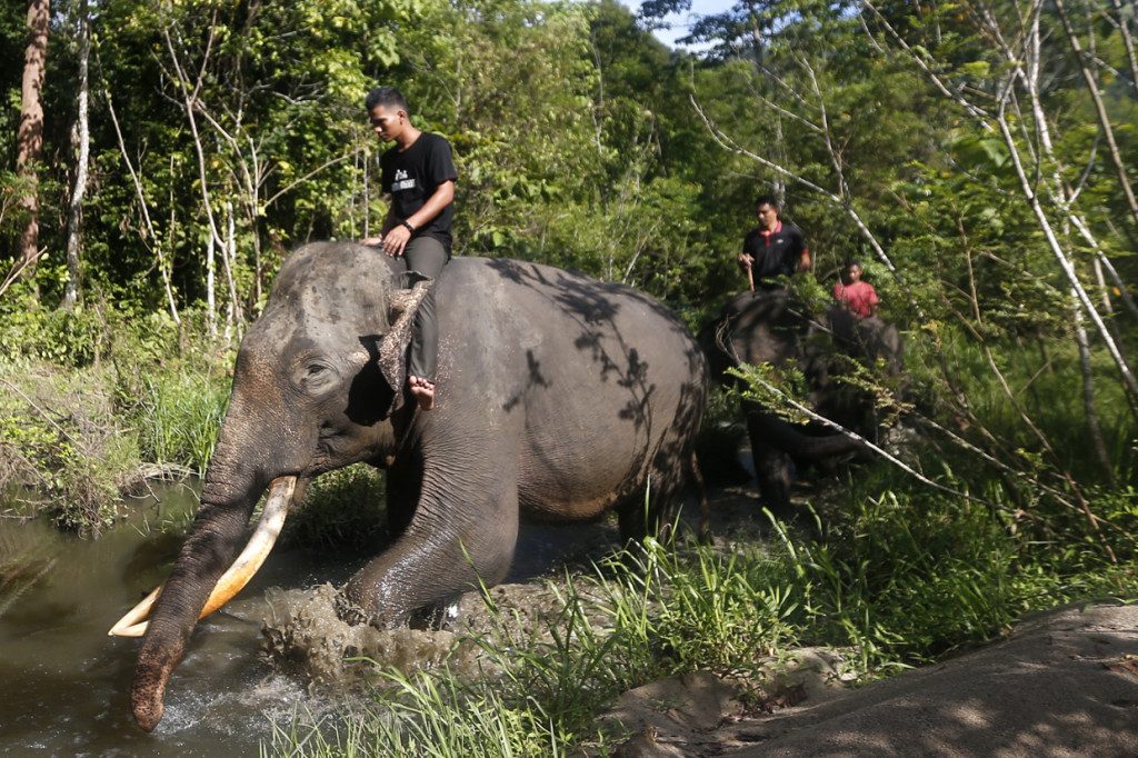 Pawang (Mahout) Conservation Response Unit (CRU) Sampoiniet yang menunggangi gajah sumatra jinak menelusuri kawasan rawa saat patroli pencegahan konflik satwa di Aceh Jaya, Aceh.
