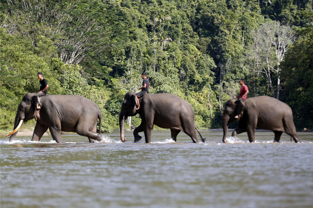 Pawang (Mahout) Conservation Response Unit (CRU) Sampoiniet menunggangi gajah sumatra jinak melaksanakan patroli pencegahan konflik satwa di pinggiran kawasan ekosistem hutan Ulu Masen, Aceh Jaya, Aceh.
