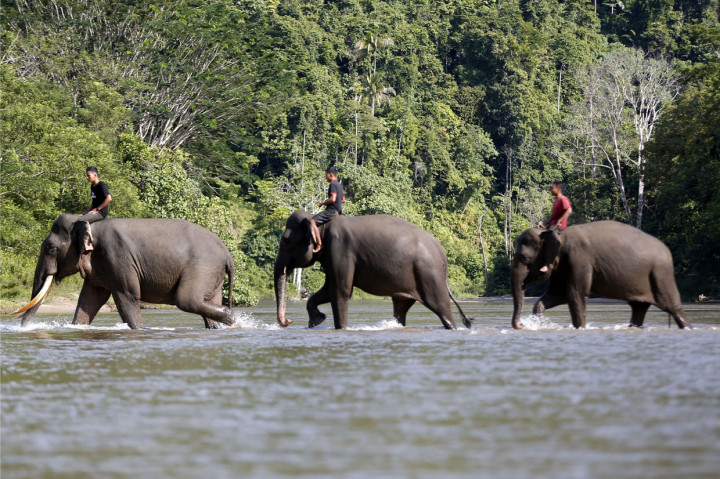 Pawang (Mahout) Conservation Response Unit (CRU) Sampoiniet menunggangi gajah sumatra jinak melaksanakan patroli pencegahan konflik satwa di pinggiran kawasan ekosistem hutan Ulu Masen, Aceh Jaya, Aceh.
