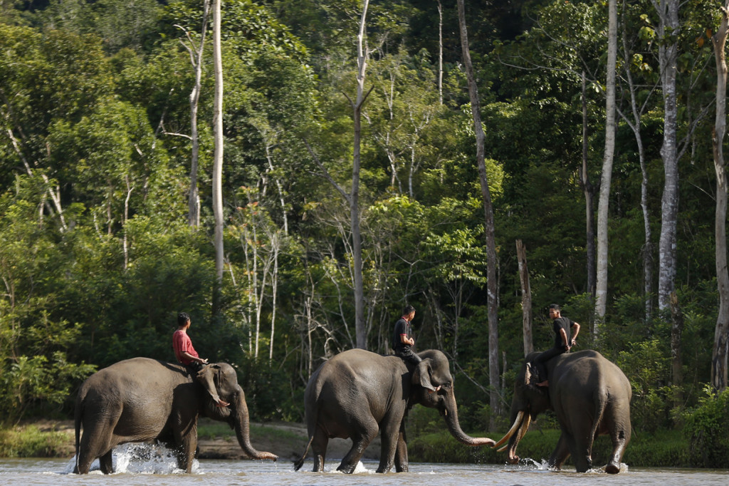 CRU Sampoiniet memiliki empat ekor gajah jinak untuk membantu petugas Balai Konservasi Sumber Daya Alam (BKSDA) Aceh mencegah dan menanggulangi satwa liar memasuki perkampungan penduduk serta merusak tanaman perkebunan. 