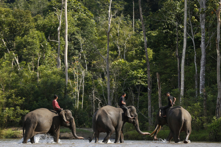 CRU Sampoiniet memiliki empat ekor gajah jinak untuk membantu petugas Balai Konservasi Sumber Daya Alam (BKSDA) Aceh mencegah dan menanggulangi satwa liar memasuki perkampungan penduduk serta merusak tanaman perkebunan. 