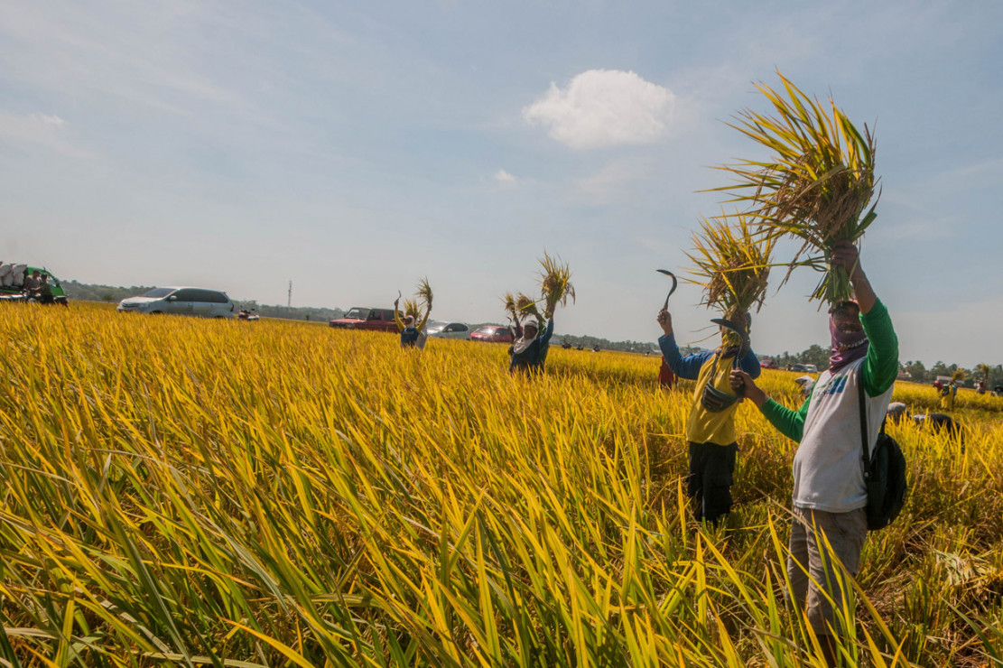 Perum Bulog Serap Hasil Panen Raya di Pandeglang - Medcom.id