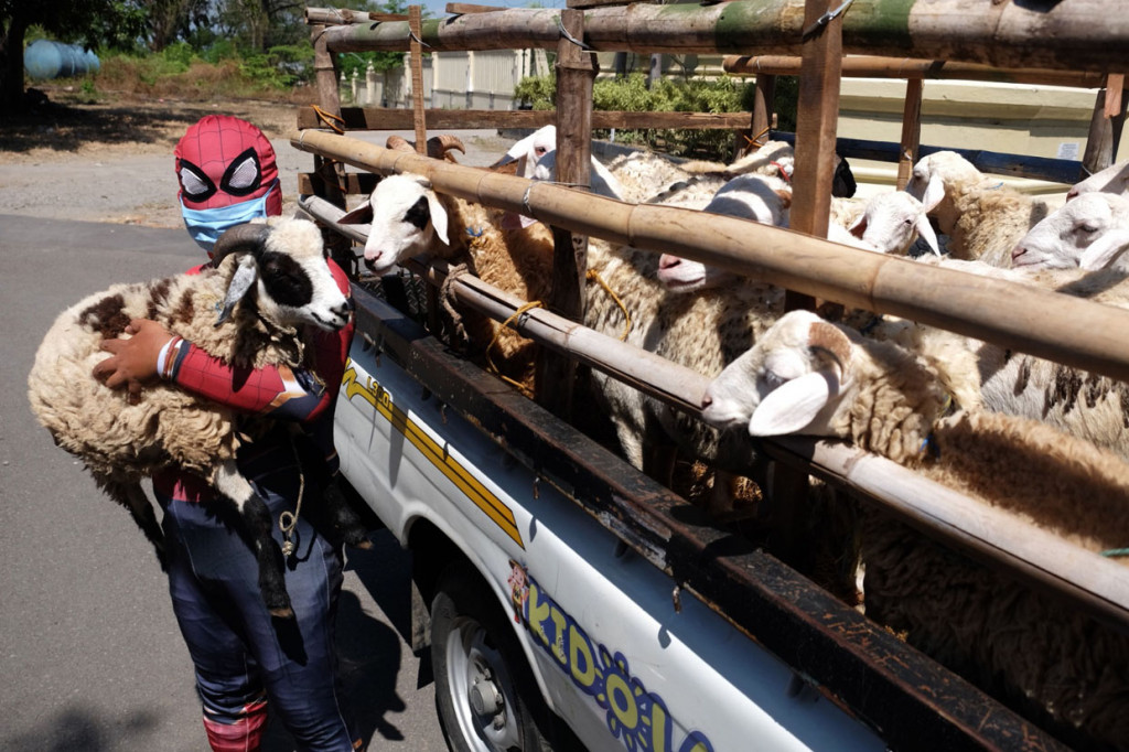 Relawan berkostum tokoh superhero Spider-Man membawa hewan kurban untuk disalurkan kepada pengurus Yayasan Lentera Solo, Jawa Tengah.