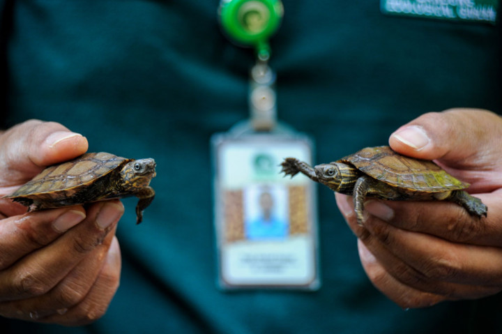 Seorang 'zoo keeper' menunjukkan kura-kura ceper (Cyclemys dentata) di Kebun Binatang Bandung, Jawa Barat, Sabtu, 1 Agustus 2020. 