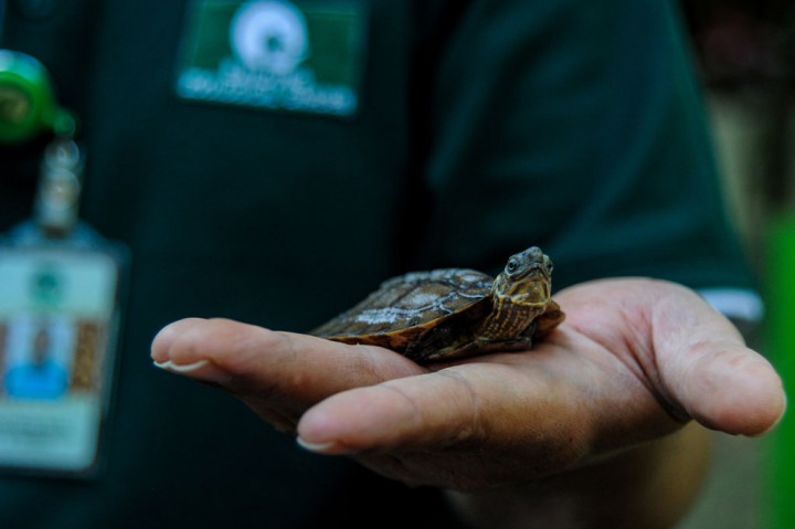 Koleksi kura-kura ceper (Cyclemys dentata) di Kebun Binatang Bandung bertambah dua ekor dari proses penetasan alami pada 15 Mei 2020 lalu. Ini merupakan penetasan pertama dalam 3 tahun terakhir.