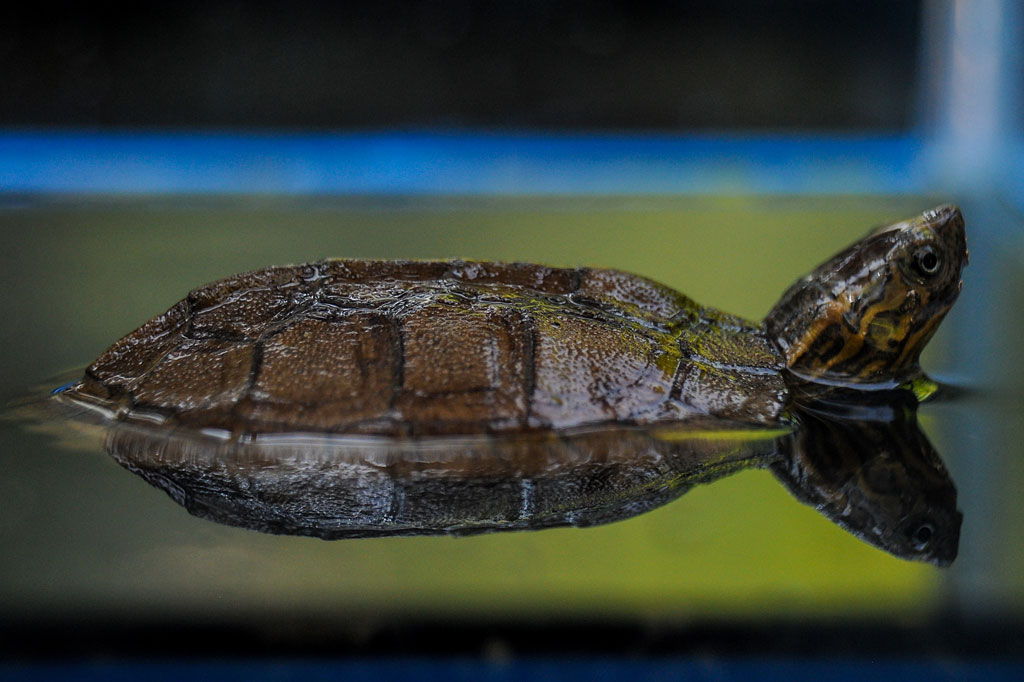 Kebun Binatang Bandung sebelumnya mempunyai 17 kura-kura ceper. Dengan bertambahnya dua anak kura-kura tersebut, jadi jumlah keseluruhan menjadi 19 ekor.