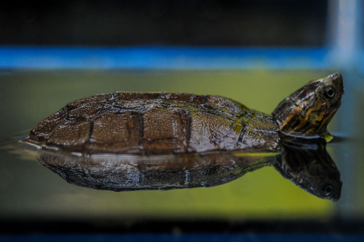 Kebun Binatang Bandung sebelumnya mempunyai 17 kura-kura ceper. Dengan bertambahnya dua anak kura-kura tersebut, jadi jumlah keseluruhan menjadi 19 ekor.