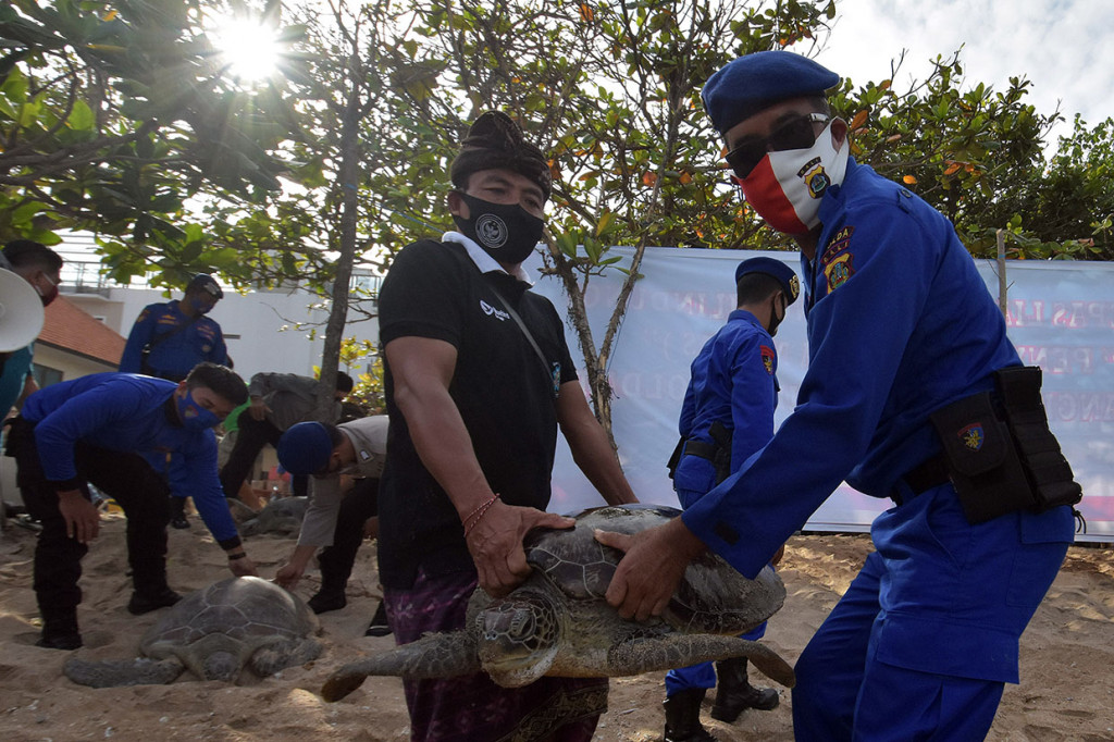 Anggota Ditpolairud Polda Bali bersama warga melepasliarkan penyu hijau (Chelonia mydas) di Pantai Kuta, Badung, Bali, Rabu, 5 Agustus 2020.