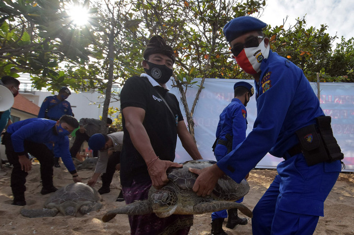 Anggota Ditpolairud Polda Bali bersama warga melepasliarkan penyu hijau (Chelonia mydas) di Pantai Kuta, Badung, Bali, Rabu, 5 Agustus 2020.