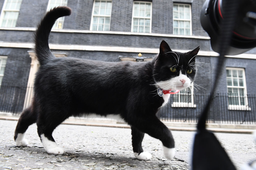 Palmerston, seekor kucing yang tinggal selama 4,5 tahun di Kantor Kementerian Luar Negeri Inggris, akan pensiun dari pekerjaannya menangkap tikus untuk diplomat. Kucing tersebut selanjutnya akan pindah ke desa.