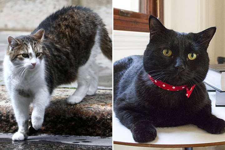 Kucing Penjaga Kantor Kemlu Inggris Segera Pensiun