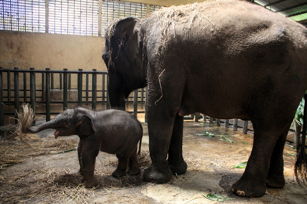 Bayi gajah berkelamin betina tersebut lahir pada 14 Juli 2020 dengan berat 80 kg dan tinggi 85 cm tersebut dari indukan betina bernama Siska dan pejantan bernama Wahid.