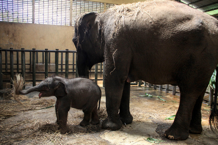 Bayi gajah berkelamin betina tersebut lahir pada 14 Juli 2020 dengan berat 80 kg dan tinggi 85 cm tersebut dari indukan betina bernama Siska dan pejantan bernama Wahid.